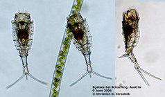 Trichotria pocillum