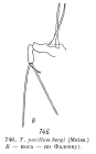 Trichotria pocillum var. bergi
