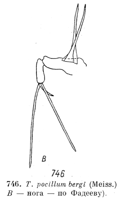 Trichotria pocillum var. bergi