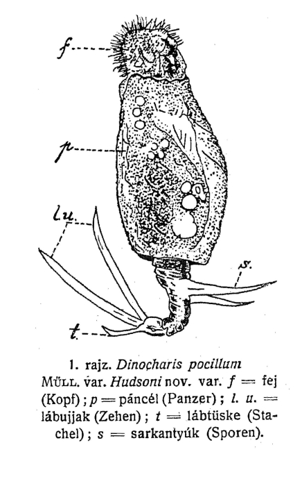 Trichotria pocillum var. hudsoni - Original description image