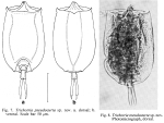 Trichotria pseudocurta