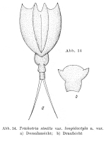 Trichotria similis var. longidactyla - Original description image