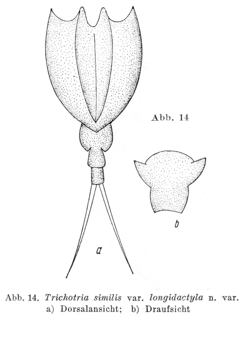 Trichotria similis var. longidactyla - Original description image