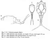 Trichotria tetractis