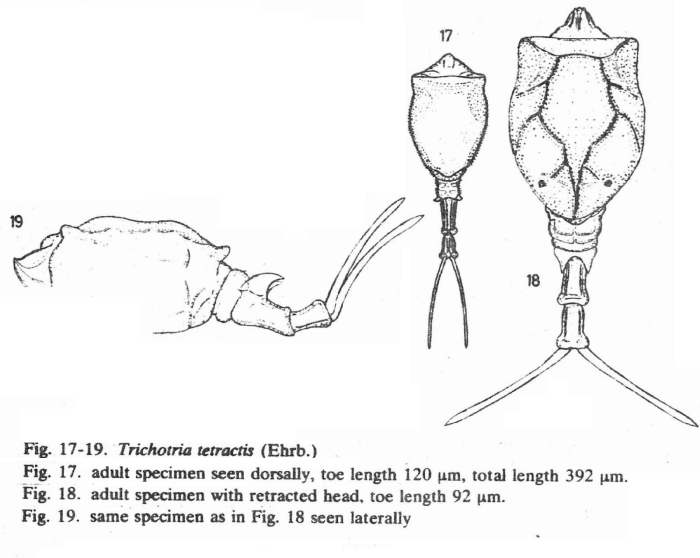 Trichotria tetractis