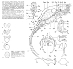 Trichotria tetractis