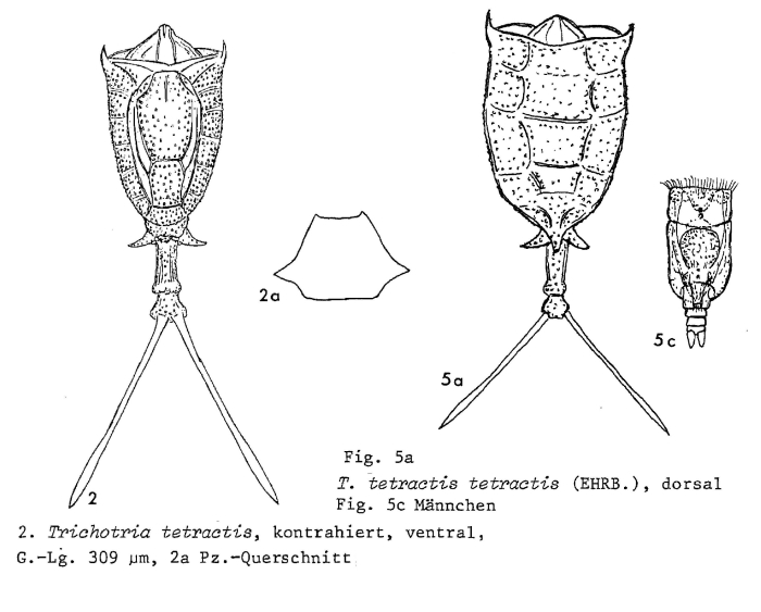 Trichotria tetractis