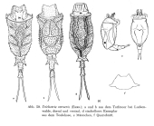 Trichotria tetractis