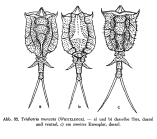 Trichotria tetractis
