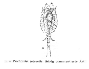 Trichotria tetractis