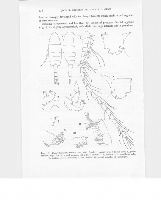 Pseudodiaptomus marinus Pseudodiaptomus marinus