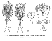 Trichotria tetractis