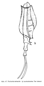 Trichotria tetractis