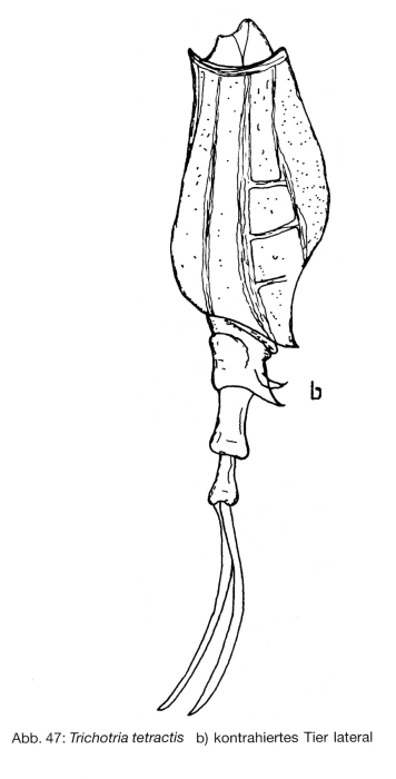 Trichotria tetractis Trichotria tetractis