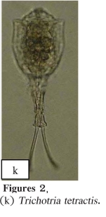 Trichotria tetractis