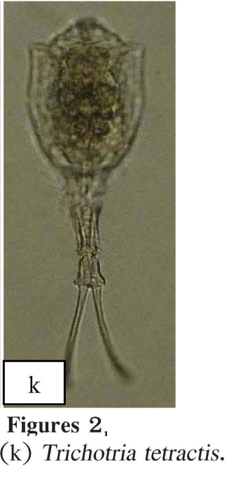 Trichotria tetractis Trichotria tetractis