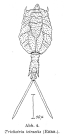 Trichotria tetractis