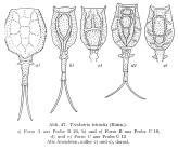 Trichotria tetractis