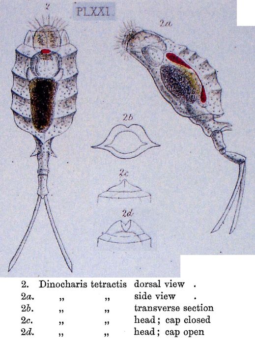 Trichotria tetractis
