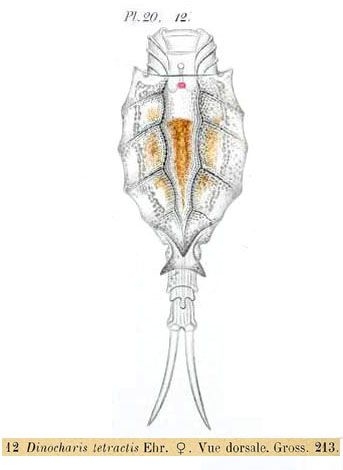 Trichotria tetractis Trichotria tetractis
