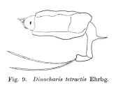 Trichotria tetractis