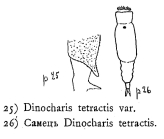 Trichotria tetractis