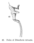 Trichotria tetractis