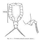 Trichotria tetractis