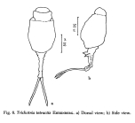 Trichotria tetractis