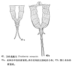 Trichotria tetractis