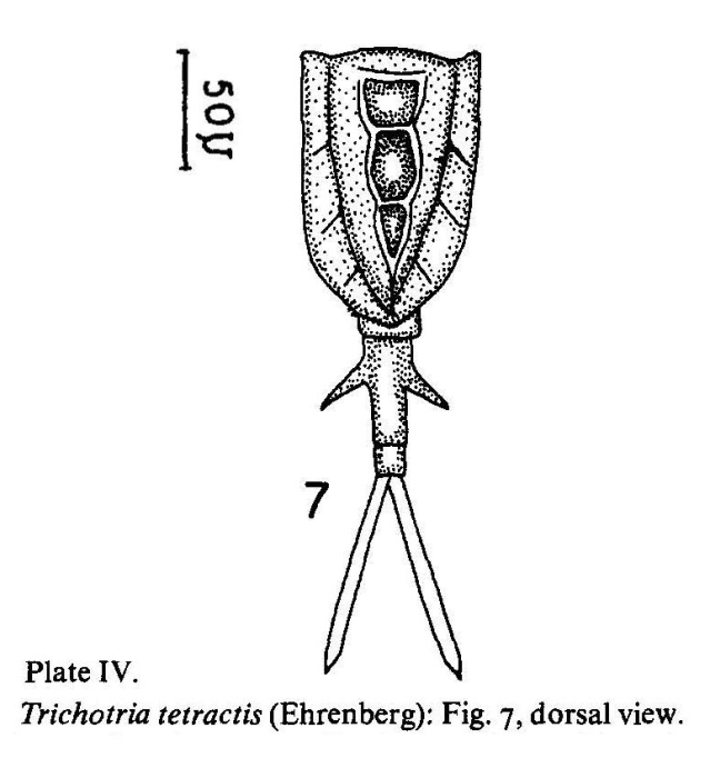 Trichotria tetractis Trichotria tetractis