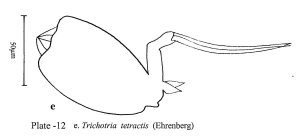Trichotria tetractis