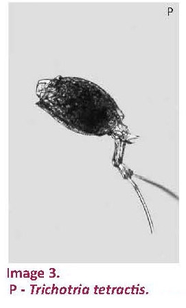 Trichotria tetractis Trichotria tetractis