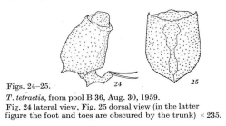 Trichotria tetractis