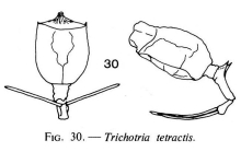Trichotria tetractis