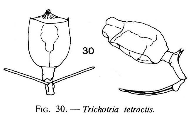 Trichotria tetractis Trichotria tetractis