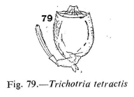 Trichotria tetractis
