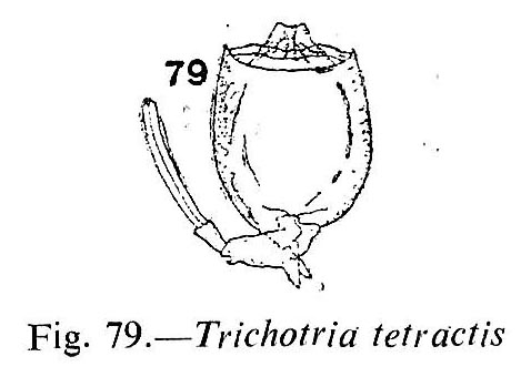 Trichotria tetractis Trichotria tetractis
