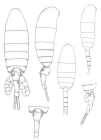 Pseudodiaptomus marshi body