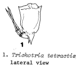 Trichotria tetractis