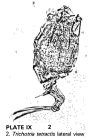 Trichotria tetractis