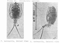 Trichotria tetractis