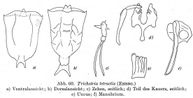 Trichotria tetractis