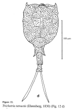 Trichotria tetractis