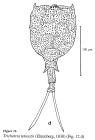 Trichotria tetractis