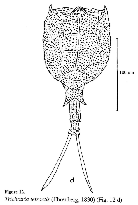Trichotria tetractis Trichotria tetractis