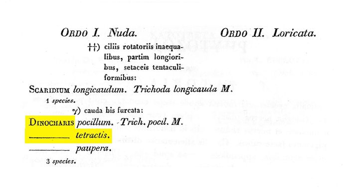 Trichotria tetractis - Original description image