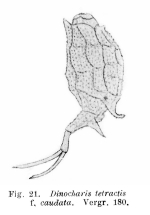 Trichotria tetractis caudata