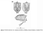 Trichotria tetractis caudata