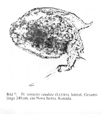 Trichotria tetractis caudata